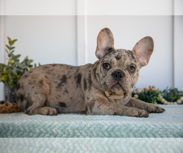 Medium Photo #2 French Bulldog Puppy For Sale in MILLERSBURG, OH, USA
