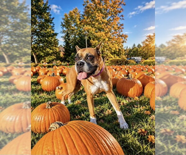 Medium Photo #2 Boxer Puppy For Sale in Dumont, NJ, USA