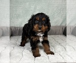 Small #2 Cavapoo