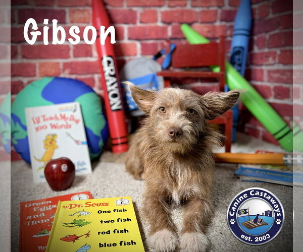 Medium Photo #2 Border Terrier-Irish Terrier Mix Puppy For Sale in Arcadia, FL, USA