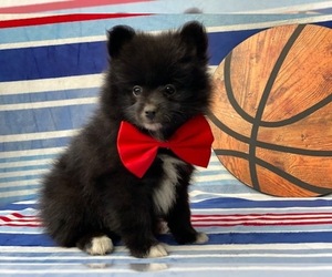 Pomeranian Puppy for sale in LANCASTER, PA, USA