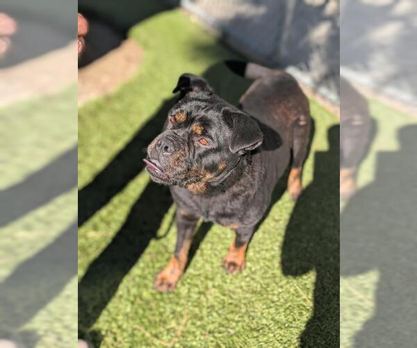 Medium Photo #3 Rottweiler-Staffordshire Bull Terrier Mix Puppy For Sale in Downey, CA, USA