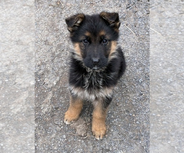 Medium Photo #6 German Shepherd Dog Puppy For Sale in NEWVILLE, PA, USA