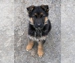 Small #5 German Shepherd Dog
