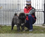 Small Photo #4 Caucasian Shepherd Dog Puppy For Sale in Zarnesti, Brasov, Romainia