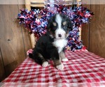 Puppy Hector Bernese Mountain Dog