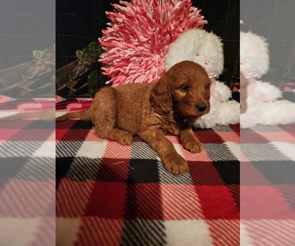 Medium Photo #3 Goldendoodle Puppy For Sale in FLOWER MOUND, TX, USA
