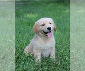 Golden Retriever Puppy for sale in JONES, MI, USA