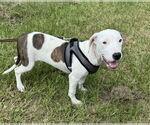 Small Photo #4 Bulldog-Unknown Mix Puppy For Sale in Tarrytown, GA, USA