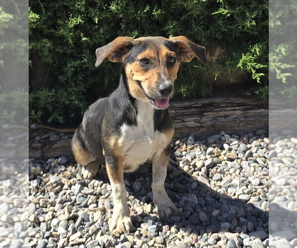 Medium Photo #1 Beagle Puppy For Sale in Albuquerque, NM, USA