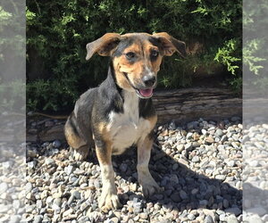 Beagle Dogs for adoption in Albuquerque, NM, USA