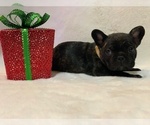 Puppy 3 French Bulldog
