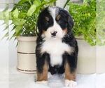 Small Photo #1 Bernedoodle Puppy For Sale in EAST EARL, PA, USA