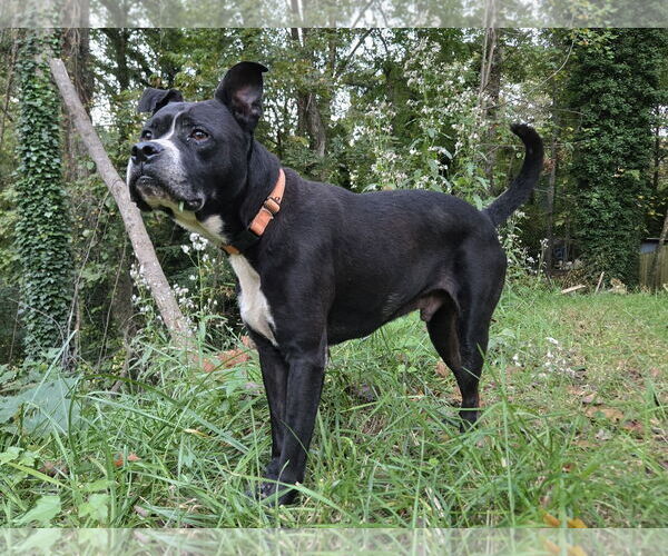 Medium Photo #2 American Pit Bull Terrier-Labrador Retriever Mix Puppy For Sale in Ball Ground, GA, USA