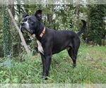 Small #1 American Pit Bull Terrier-Labrador Retriever Mix