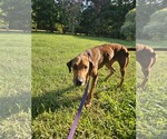 Small #7 Doberman Pinscher-Great Dane Mix