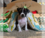 Small #4 Boxer Mix