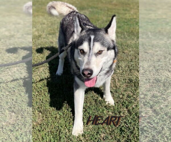 Medium Photo #2 Siberian Husky Puppy For Sale in Severn, MD, USA