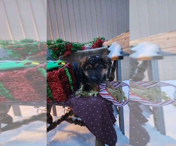 Medium Photo #3 German Shepherd Dog Puppy For Sale in GREENWOOD, WI, USA