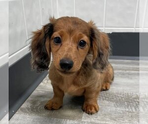 Dachshund Puppy for sale in CLARE, IL, USA