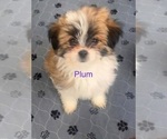Image preview for Ad Listing. Nickname: Litter of 5