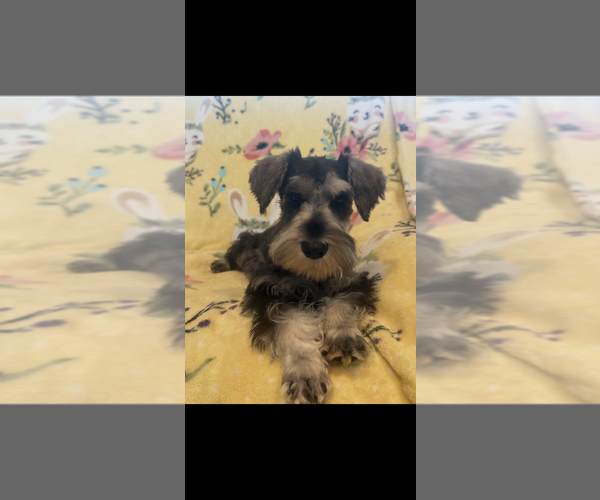 Medium Photo #1 Schnauzer (Miniature) Puppy For Sale in SARASOTA, FL, USA