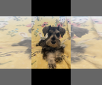 Image preview for Ad Listing. Nickname: Snoopy