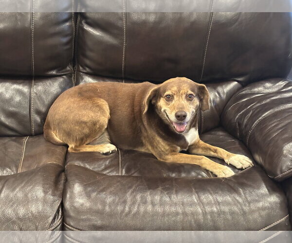 Medium Photo #1 Beagle-Unknown Mix Puppy For Sale in Tarrytown, GA, USA