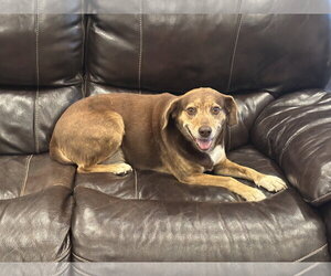 Beagle-Unknown Mix Dogs for adoption in Tarrytown, GA, USA