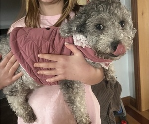 Mother of the Poodle (Toy) puppies born on 06/07/2025