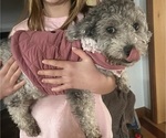 Small Photo #1 Poodle (Toy) Puppy For Sale in OLIVE HILL, KY, USA