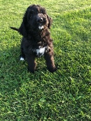 Bernedoodle Puppy for sale in FINLAYSON, MN, USA