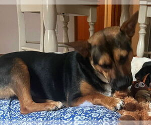 Pembroke Welsh Corgi-Unknown Mix Dogs for adoption in Newfoundland, PA, USA