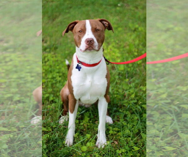 Medium Photo #2 American Pit Bull Terrier-Pointer Mix Puppy For Sale in Cookeville, TN, USA