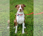 Small #1 American Pit Bull Terrier-Pointer Mix