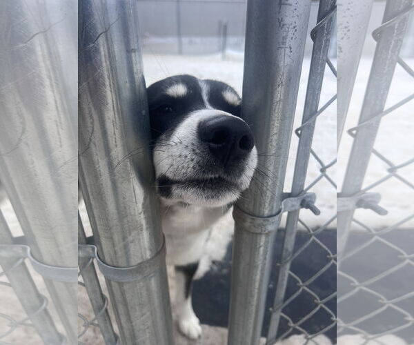 Medium Photo #7 Border Collie-Siberian Husky Mix Puppy For Sale in Webster, WI, USA