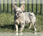 Puppy Solar AKC French Bulldog