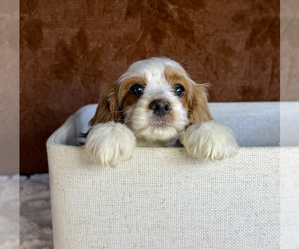 Medium Photo #3 Cock-A-Poo Puppy For Sale in OCALA, FL, USA