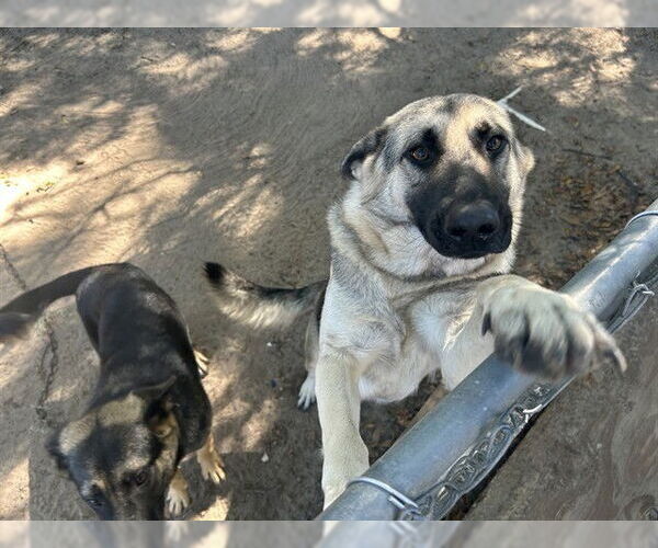 Medium Photo #1 German Shepherd Dog Puppy For Sale in Ocala, FL, USA