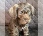 Small Photo #20 Schnauzer (Miniature) Puppy For Sale in CAPE CORAL, FL, USA
