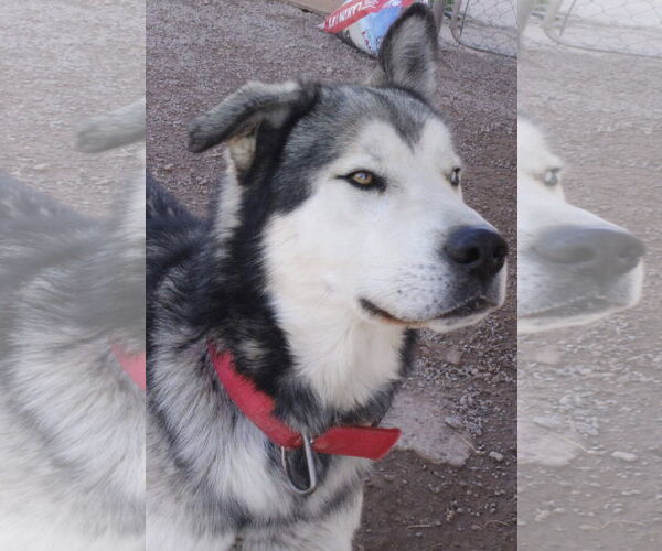 Medium Photo #3 Siberian Husky-Unknown Mix Puppy For Sale in Cedar Crest, NM, USA