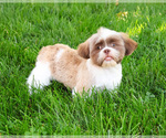 Small #1 Shih Tzu