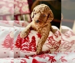 Small #3 Goldendoodle (Miniature)
