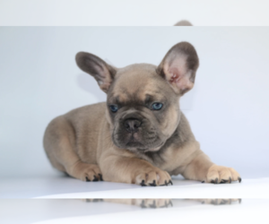 French Bulldog Puppy for sale in NAPLES, FL, USA