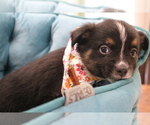 Small Photo #31 Australian Shepherd Puppy For Sale in STAFFORD, VA, USA