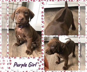 Labrador Retriever-Rhodesian Ridgeback Mix Puppy for sale in CLOVIS, CA, USA