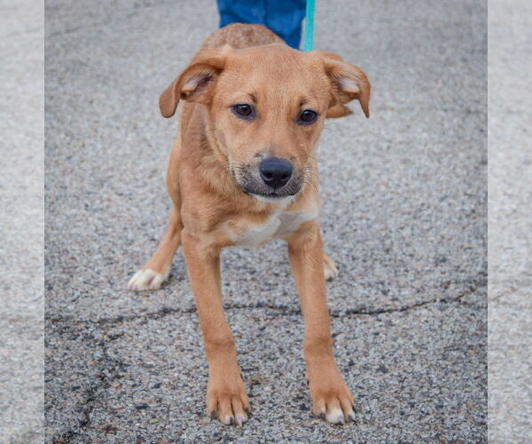 Medium Photo #2 Boxador Puppy For Sale in Huntley, IL, USA