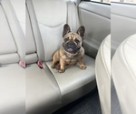 Small Photo #1 French Bulldog Puppy For Sale in SIOUX FALLS, SD, USA