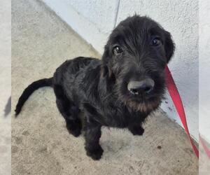 Schnauzer (Giant)-Unknown Mix Dogs for adoption in San Antonio, TX, USA
