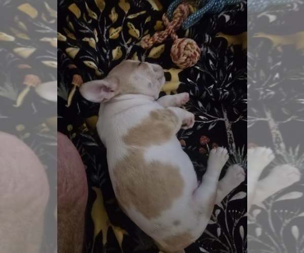 Medium Photo #3 French Bulldog Puppy For Sale in CHINO HILLS, CA, USA